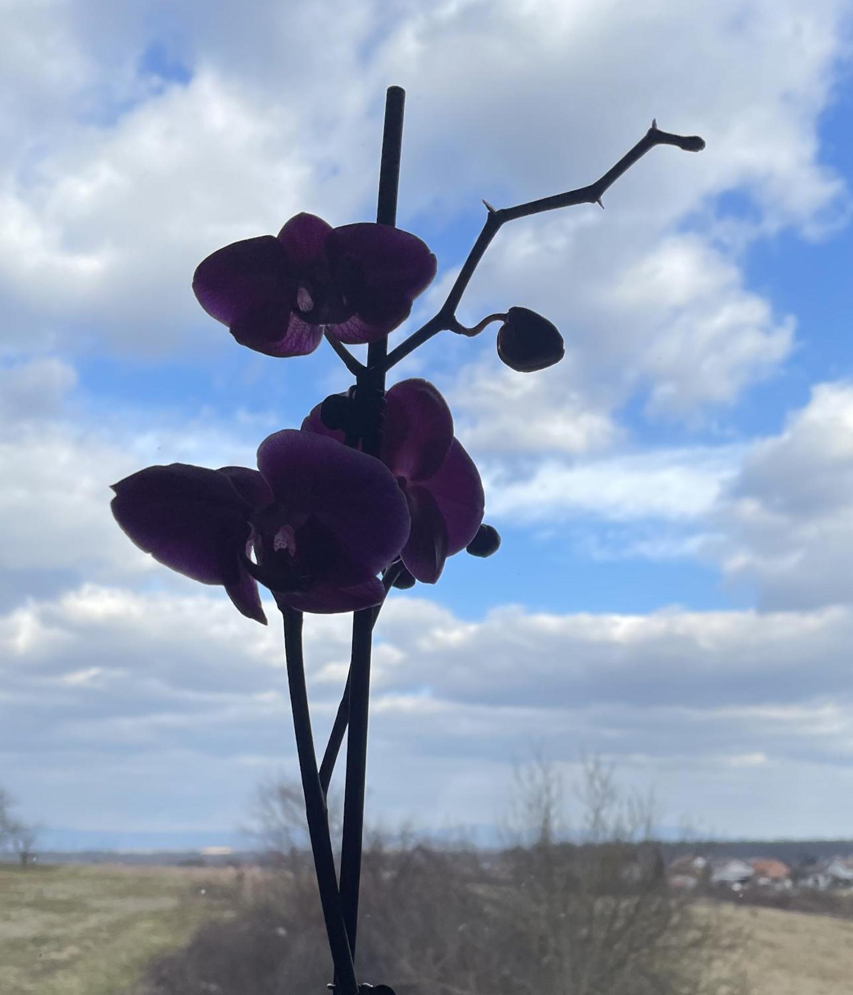 Vila Milka - Balkon - Besplatan Parking - Samostalna Prijava Károlyváros Kültér fotó